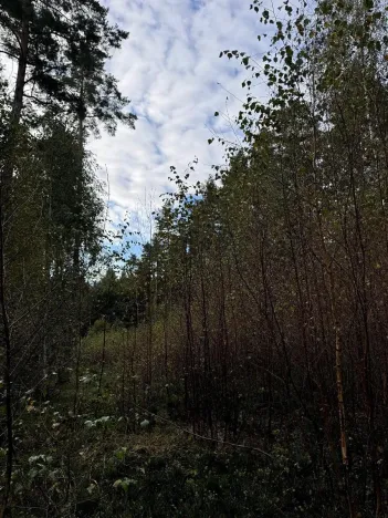 Prodej lesa, Ločenice, 7181 m2