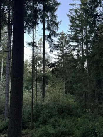 Prodej lesa, Ločenice, 5657 m2