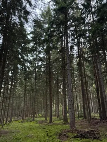 Prodej lesa, Ločenice, 5657 m2