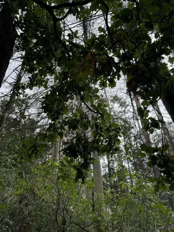 Prodej podílu lesa, Herálec, 1094 m2