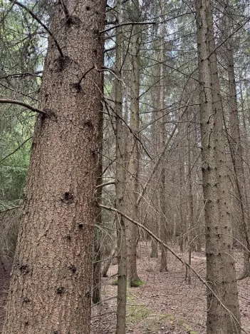 Prodej lesa, Křenovice, 5088 m2