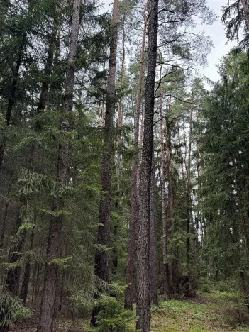 Prodej lesa, Křenovice, 5088 m2