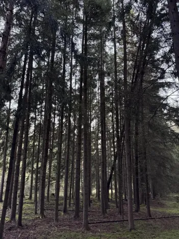 Prodej lesa, Ločenice, 8295 m2