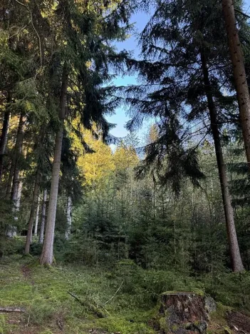 Prodej lesa, Ločenice, 8295 m2