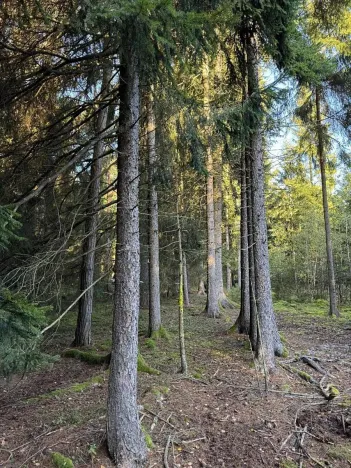 Prodej lesa, Ločenice, 8295 m2