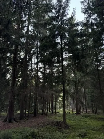 Prodej lesa, Ločenice, 4141 m2