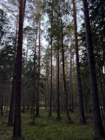 Prodej lesa, Ločenice, 4141 m2