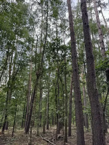 Prodej podílu lesa, Břehy, 7377 m2