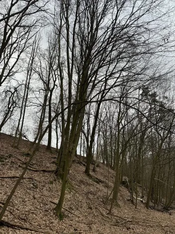 Prodej podílu lesa, Luka, 3584 m2