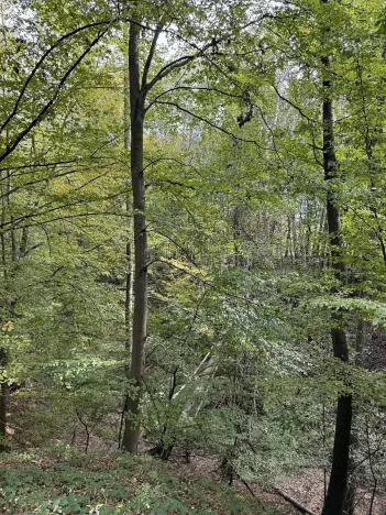 Prodej lesa, Bohumín, 12496 m2