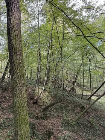 Prodej lesa, Bohumín, 12496 m2