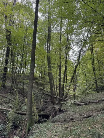 Prodej lesa, Bohumín, 12496 m2