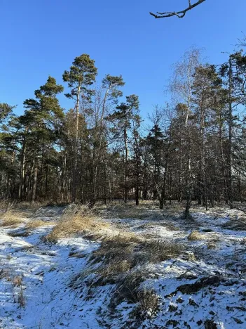 Prodej lesa, Sedlec, 1646 m2