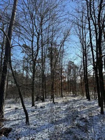 Prodej lesa, Sedlec, 1646 m2