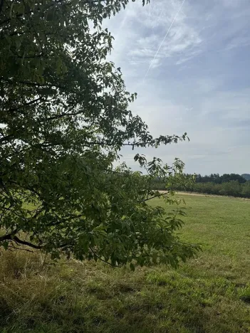 Prodej lesa, Loučky, 4938 m2