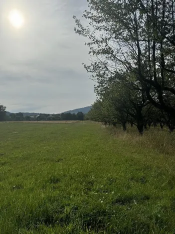 Prodej lesa, Loučky, 4938 m2