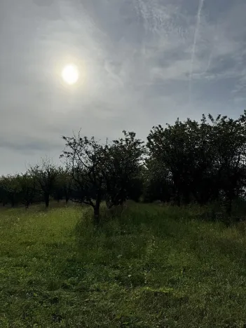 Prodej lesa, Loučky, 4938 m2