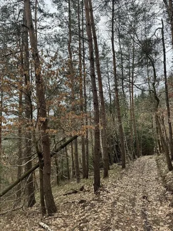 Prodej podílu lesa, Malá Skála, 3582 m2