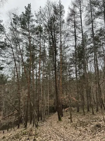 Prodej podílu lesa, Malá Skála, 3582 m2