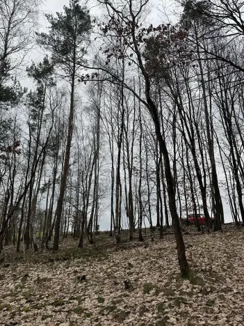 Prodej podílu lesa, Malá Skála, 3582 m2