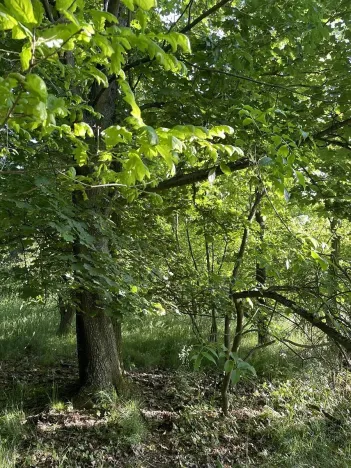 Prodej lesa, Oplot, 1697 m2