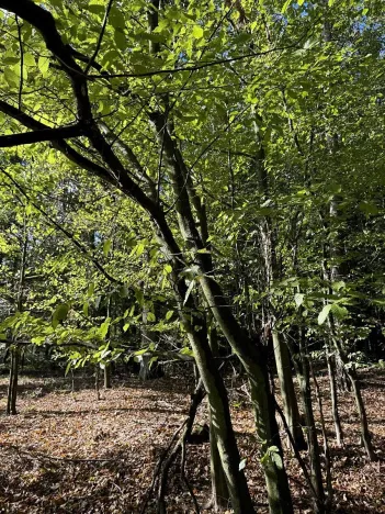 Prodej lesa, Zvole, 1730 m2