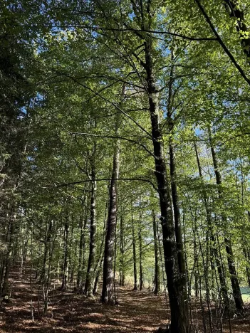 Prodej lesa, Zvole, 1730 m2