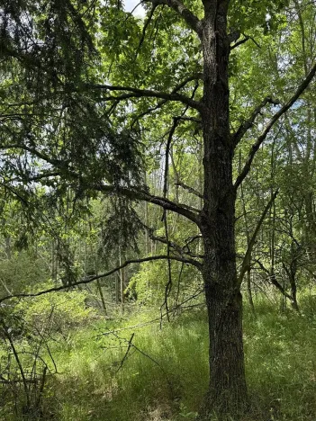 Prodej podílu pozemku, Suchdol, 9027 m2