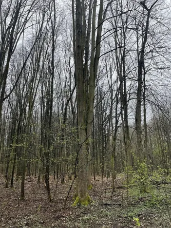 Prodej lesa, Pardubice, 7559 m2