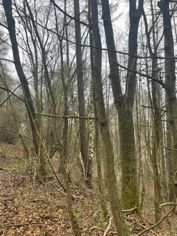 Prodej lesa, Městečko Trnávka, 4106 m2