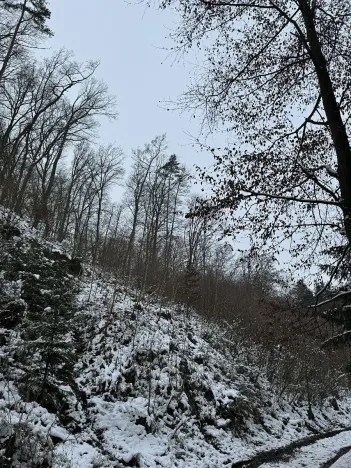 Prodej podílu lesa, Vysoká, 2782 m2