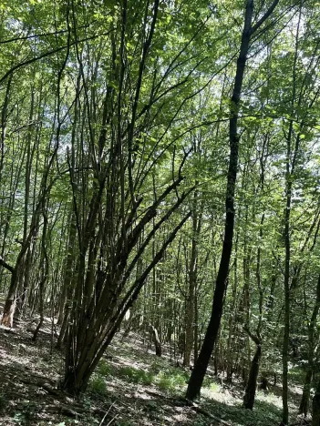 Prodej lesa, Valašská Polanka, 2906 m2