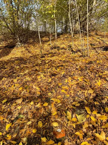 Prodej lesa, Mikulovice, 1838 m2