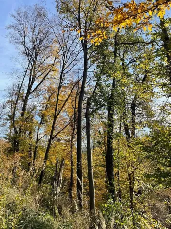 Prodej lesa, Mikulovice, 1838 m2