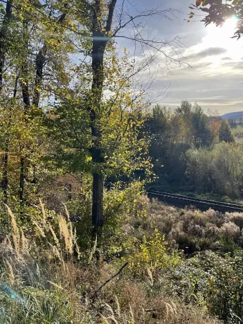 Prodej lesa, Mikulovice, 1838 m2