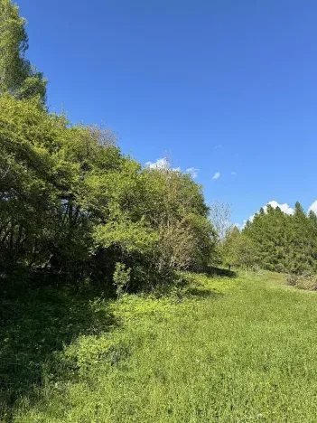 Prodej lesa, Žďárek, 11675 m2