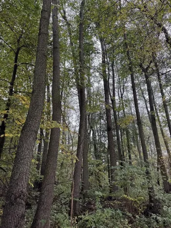 Prodej lesa, Blíževedly, 13318 m2