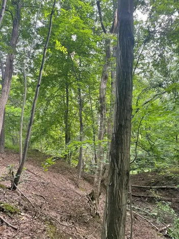 Prodej lesa, Český Těšín, 5193 m2