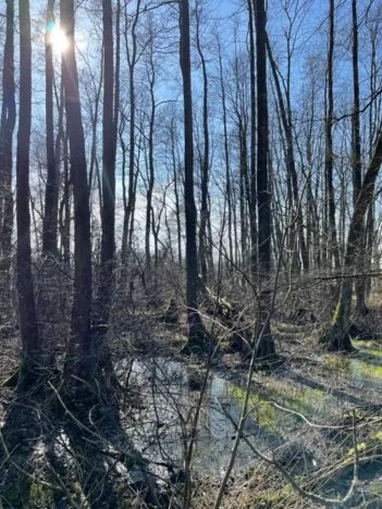 Prodej lesa, Jaroměř, 19276 m2