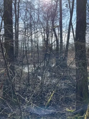 Prodej lesa, Jaroměř, 19276 m2