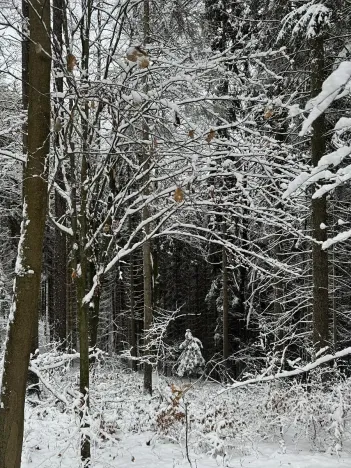 Prodej podílu lesa, Líšný, 1047 m2
