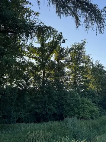 Prodej lesa, Vlašim, 3990 m2