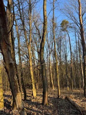 Prodej lesa, Mělnické Vtelno, 14092 m2