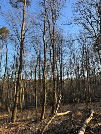 Prodej lesa, Mělnické Vtelno, 14092 m2