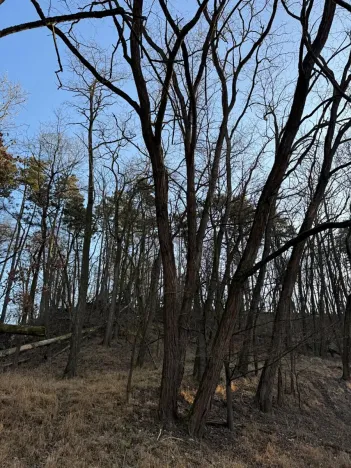 Prodej lesa, Mělnické Vtelno, 14092 m2