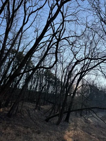 Prodej lesa, Mělnické Vtelno, 14092 m2