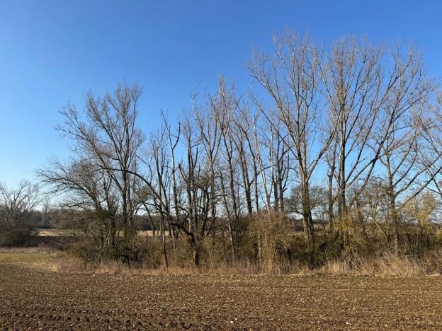 Prodej lesa, Mělnické Vtelno, 14092 m2