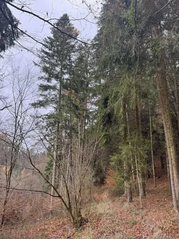 Prodej lesa, Luká, 8606 m2