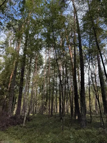 Prodej lesa, Hromnice, 20955 m2