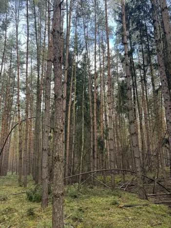 Prodej lesa, Hromnice, 20955 m2